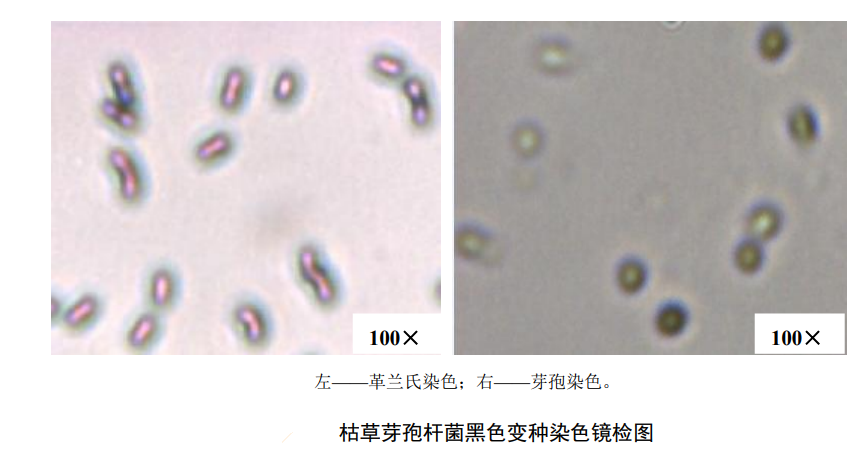 檢測水中滅菌生物指示物（枯草芽孢杆菌黑色變種）的具體方法
